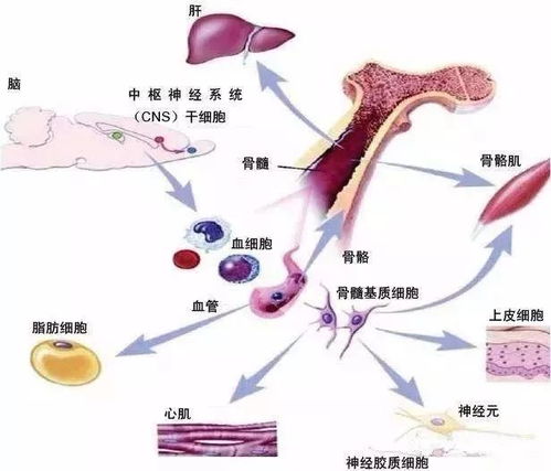 干细胞与免疫细胞储存 未来医疗发展的基石与生物转化医学的新前沿