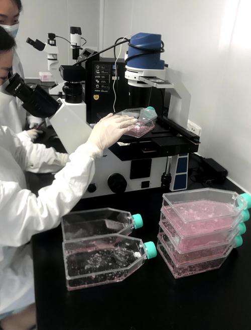 探微再启生命之光——研究生易笑在珠江医院转化医学中心的干细胞与免疫细胞探索之旅